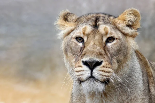 Nőstény Oroszlán Panthera Leo — Stock Fotó