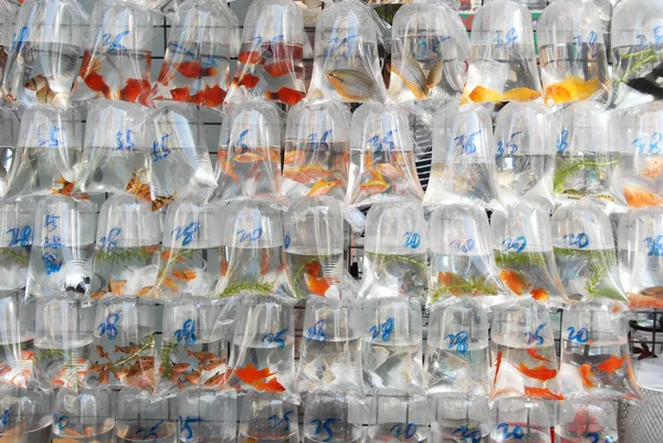 Mercado Goldfish Hong Kong — Fotografia de Stock