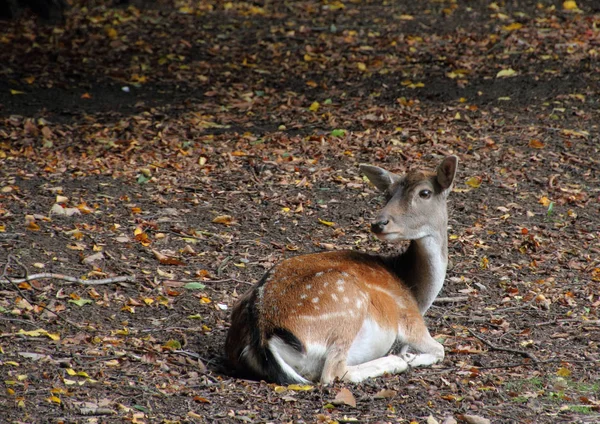 自然界の野生動物鹿の野生動物 — ストック写真