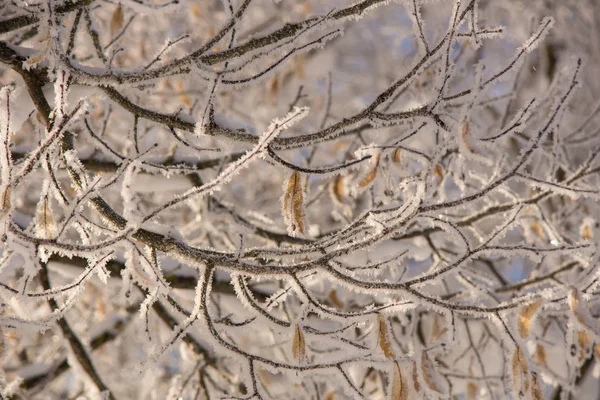 Magia Inverno Natureza Coberta Neve — Fotografia de Stock