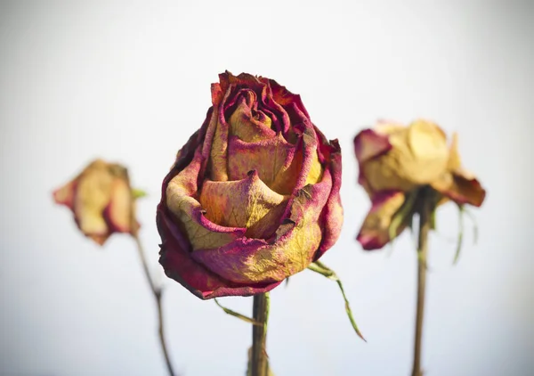 Trois Roses Flétries Sur Fond Blanc Avec Vignettage — Photo