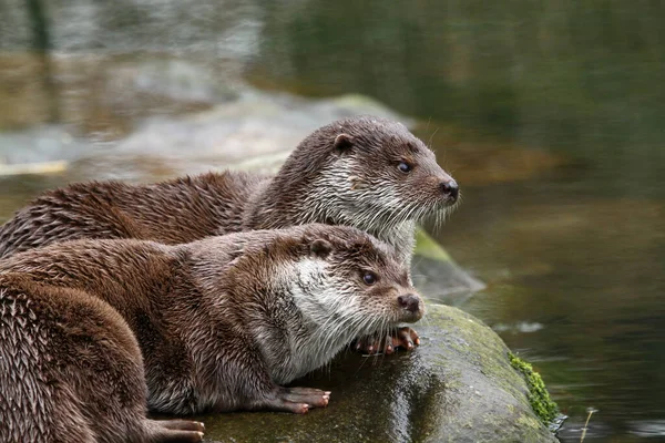 Närbild Djur Zoo — Stockfoto