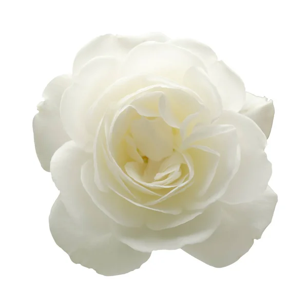 Uma Rosa Branca Isolada Sobre Fundo Branco — Fotografia de Stock