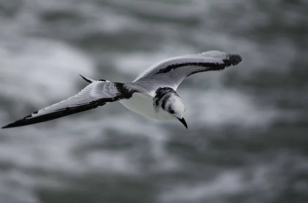 Young Black Legged Kittiwake Its First Winter Flying North Sea — Stock Photo, Image