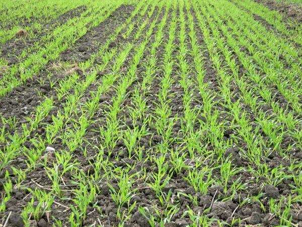 Landschaftlicher Blick Auf Die Landwirtschaft Selektiver Fokus — Stockfoto