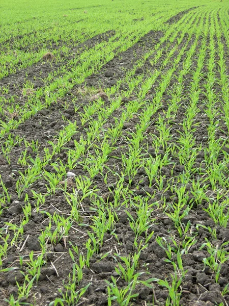 Vista Panorâmica Agricultura Campo — Fotografia de Stock