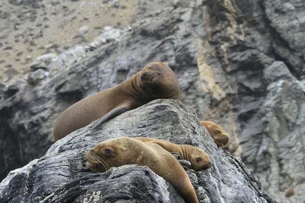 Isla Damas Bei Serena Chile — Stockfoto