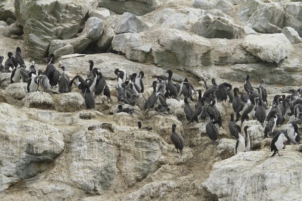 Isla Damas Cerca Serena Chile — Foto de Stock