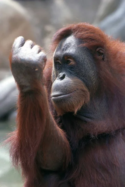 Orangutangapa Apdjur — Stockfoto