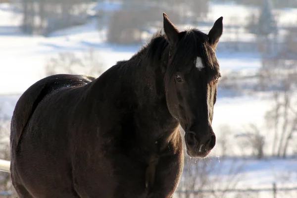 Koně Jsou Také Venku Zimě — Stock fotografie