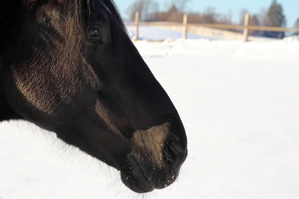 Cavalo Pasto Inverno — Fotografia de Stock