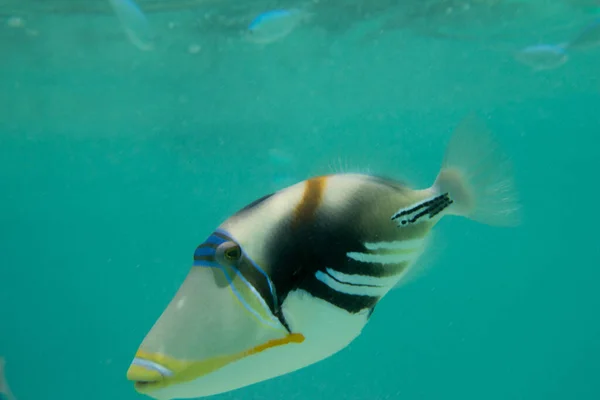 海の水中海洋生物 — ストック写真