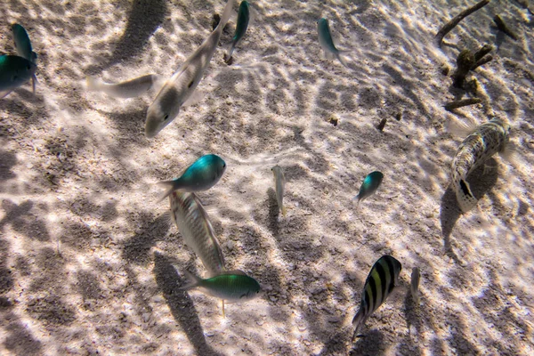 Море Під Водою Морське Життя — стокове фото