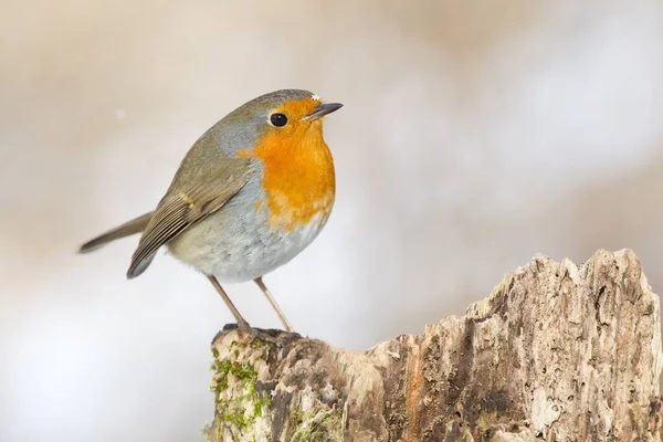 Scenic View Beautiful Robin Bird Nature — Stock Photo, Image