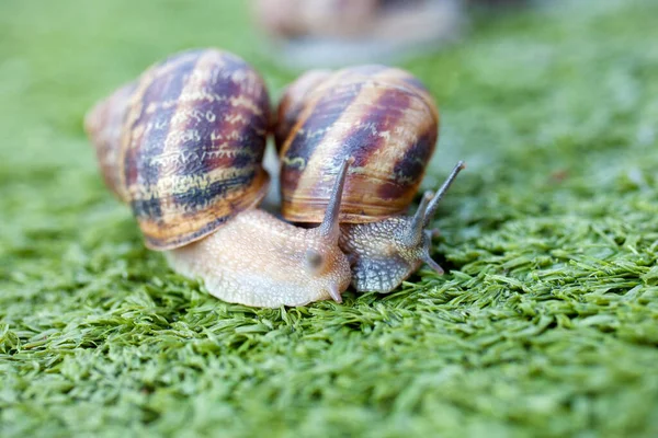 Snail Invertebrate Helix Mollusk — Stock Photo, Image