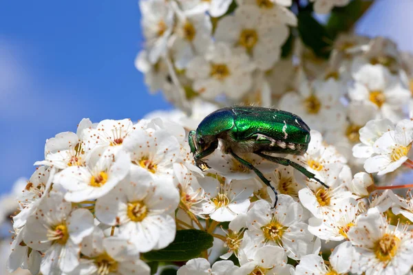 白い花の緑のカブトムシ — ストック写真