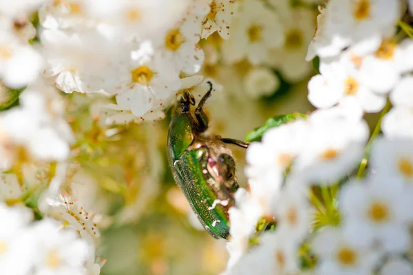 Πράσινο Σκαθάρι Ένα Λευκό Λουλούδι — Φωτογραφία Αρχείου