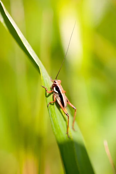 Gros Plan Sauterelle Sur Feuille — Photo