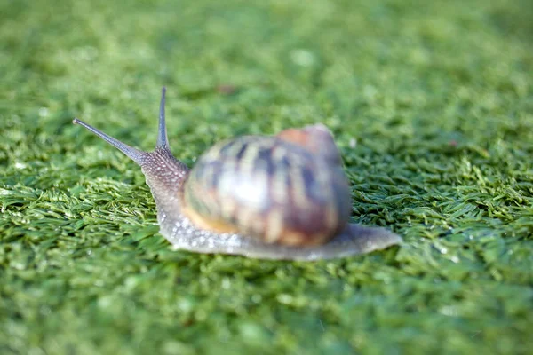 Caracol Sobre Césped Artificial — Foto de Stock