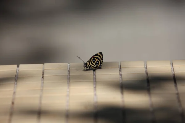 Kanatlı Egzotik Kelebek Böcek — Stok fotoğraf