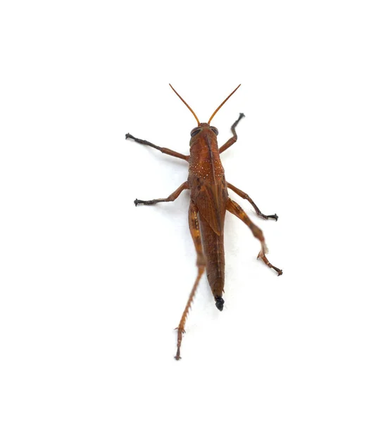 배경을 메뚜기 — 스톡 사진