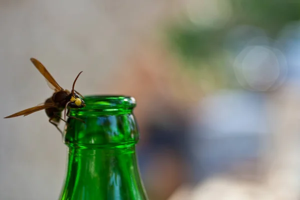 Wasp Green Bottleneck — Stock Photo, Image