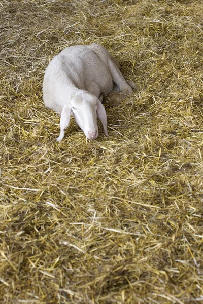 View Sheep Straw — Stock Photo, Image
