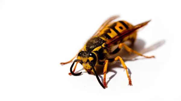 Wasp Isolerad Vit Bakgrund — Stockfoto