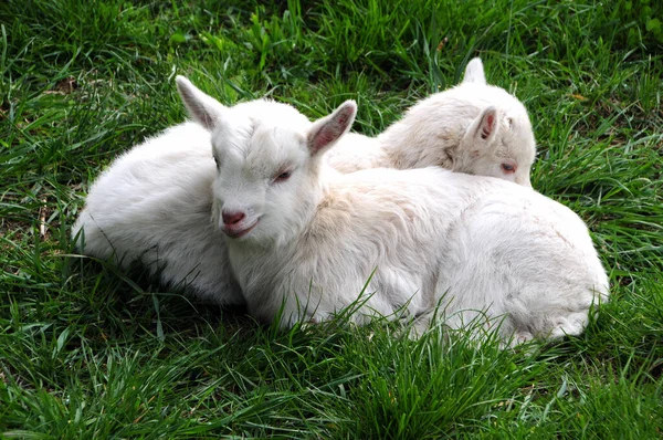 Deux Enfants Seulement Quelques Jours Couchés Dans Herbe Verte Luxuriante — Photo