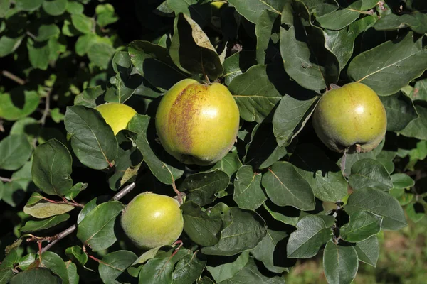 Tarım Manzarası Seçici Odaklanma — Stok fotoğraf