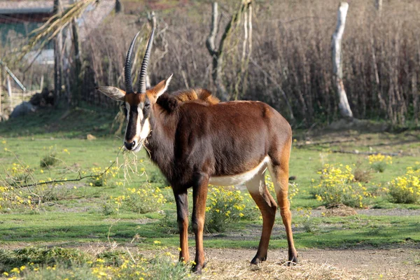 Antilope Wildtier Tierwelt — Stockfoto