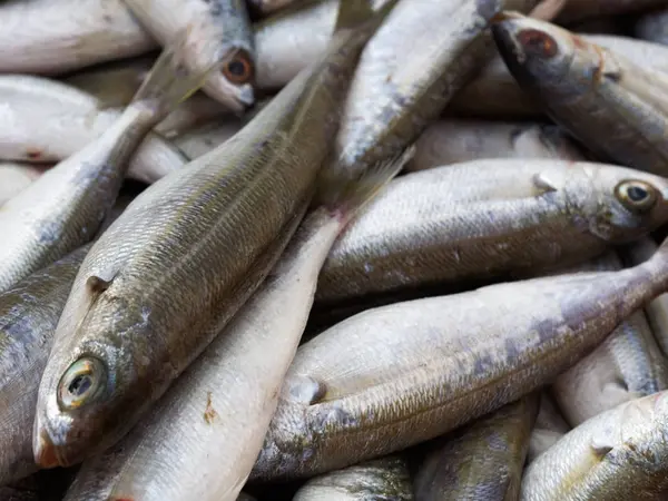 Peixe Brema Mar Fresco Mercado — Fotografia de Stock