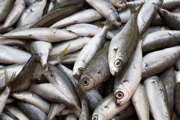 Close Peixes Brema Mar Mercado Manavgat Turquia — Fotografia de Stock