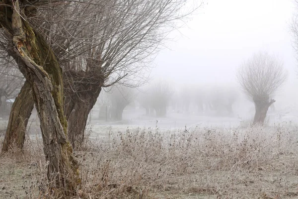 Ιτιές Παγετό Και Ομίχλη — Φωτογραφία Αρχείου