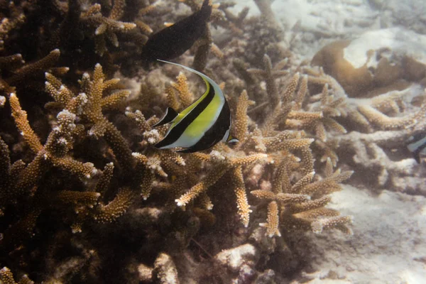 海の水中海洋生物 — ストック写真