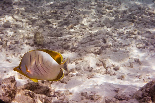 海洋生物 — 图库照片