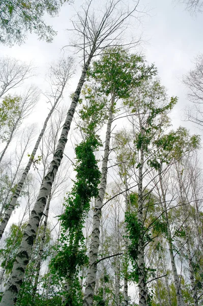 Bétulas Árvores Natureza Botânica — Fotografia de Stock