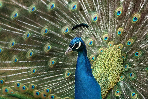 Pavo Real Plumas Colores — Foto de Stock