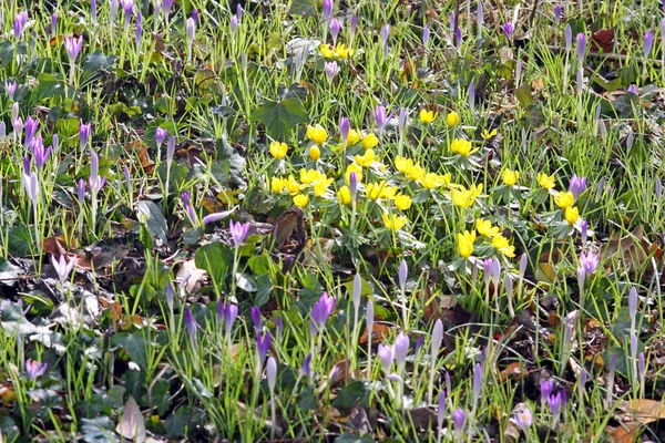 Floraison Crocus Hiberlingen — Photo