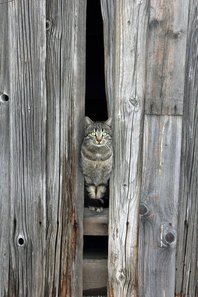 Domácí Kočka Domácí Zvíře — Stock fotografie