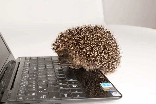 Hedgehog Teclado Computador Portátil — Fotografia de Stock