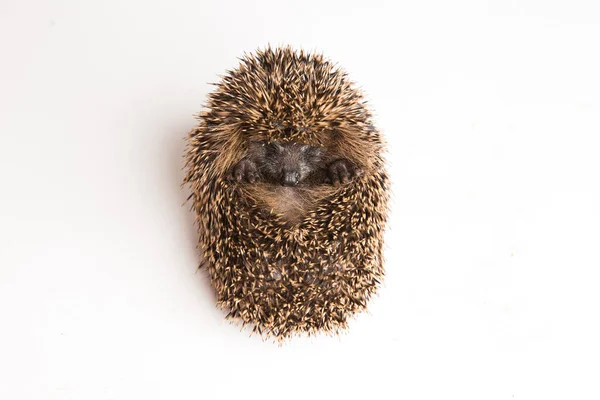 Spiky Hedgehog Animal Ouriços Espinhosos — Fotografia de Stock