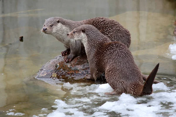 Nutria Eurasiática Animales Flora Fauna —  Fotos de Stock