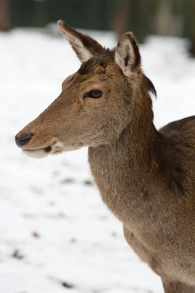 Wild Red Deer Nature Fauna Wildlife Deer Animals — Stock Photo, Image