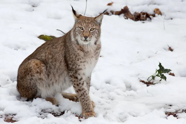 Lynx Wild Dier Natuur — Stockfoto