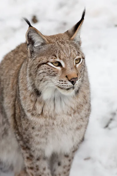 Lince Animal Salvaje Naturaleza —  Fotos de Stock