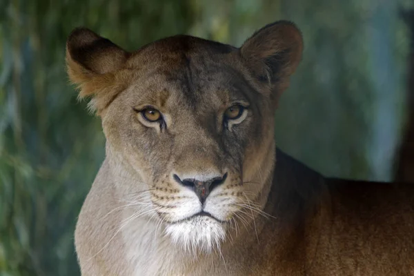サバンナの野良猫ライオンの捕食者 — ストック写真