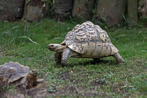Luipaardschildpad Dierlijk Wezen — Stockfoto
