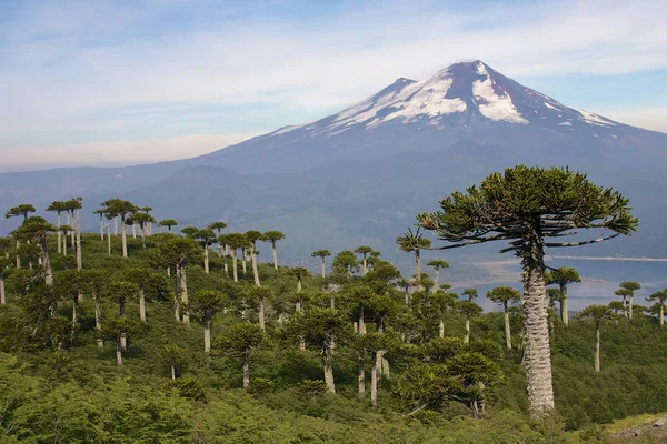 Trekking Parque Nacional Villarica — Foto de Stock