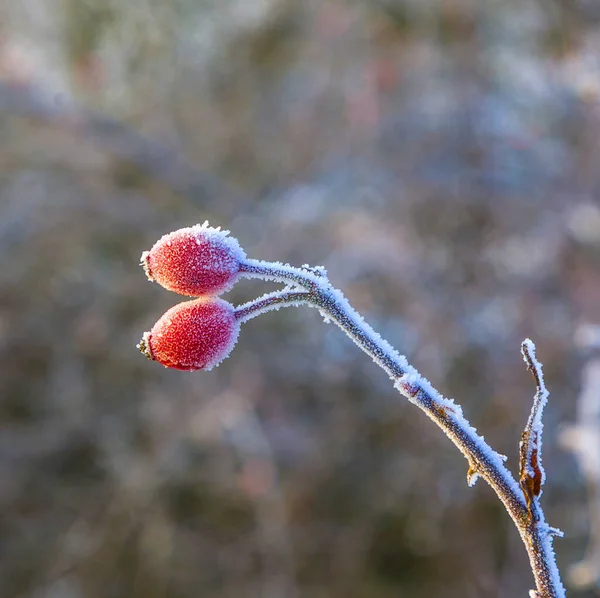 冬は氷の美しい赤いバラのヒップ — ストック写真